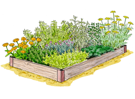 Kitchen-Herb-Garden.gif