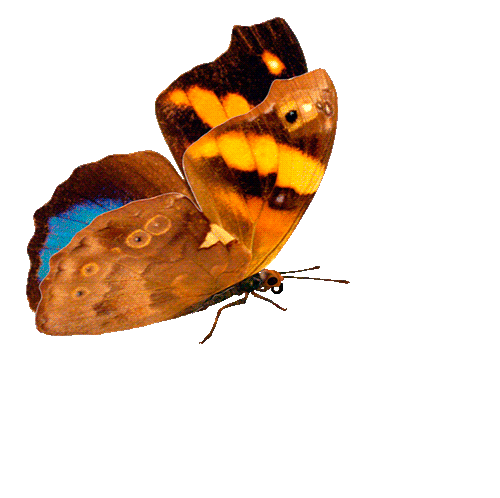 Brown Butterfly moving.gif