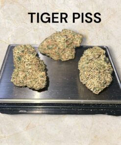 TIGER PISS 3.5g HYBRID 36%THC EXOTIC +++ 🏆🏆