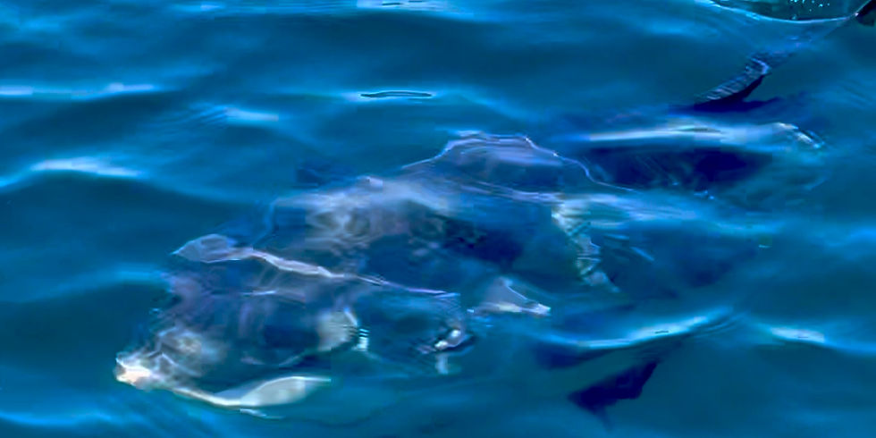 Sunfish on the Pembrokeshire Coast