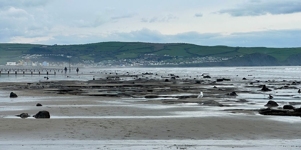 The Forest of Borth at Borth Beach