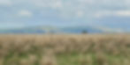 Views of Snowdonia from Borth Bog