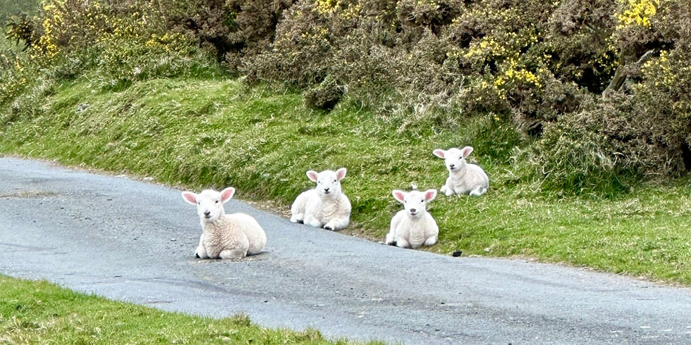 Lambs near Llwyngwril