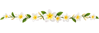 Elegant Tropical Plumeria Garland Divider.png