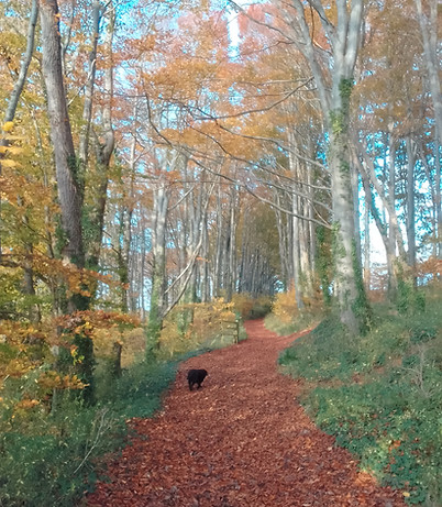 Small black dog on a leaf-covered path through autumn forest.