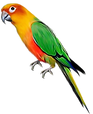 parrot_PNG713.png