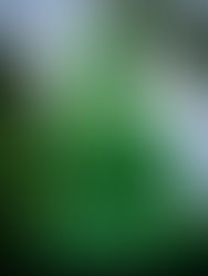Bouddha vert