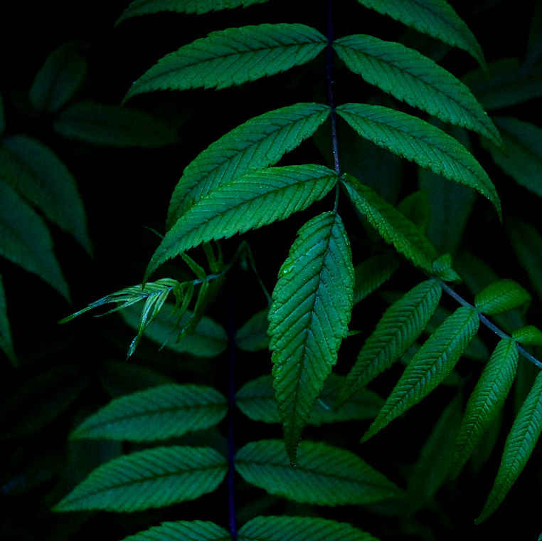 Green Leaf Pattern_edited_edited.jpg