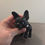 Thumbnail: 3D Printed Flexible Stella, The FRENCH BULLDOG