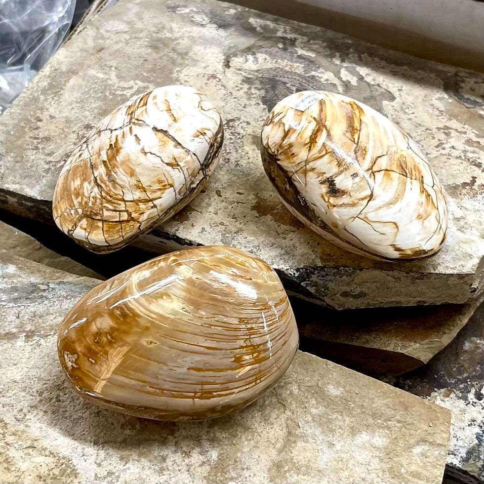 Thumbnail: Fossilized Bivalve Mollusk