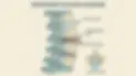 degenerative disc.webp