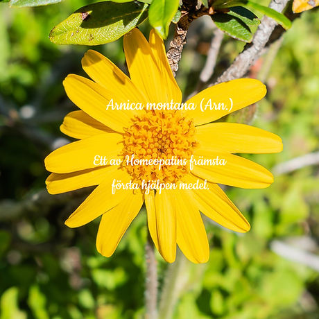 Arnica - Fint akut medel efter bla fysiskt trauma