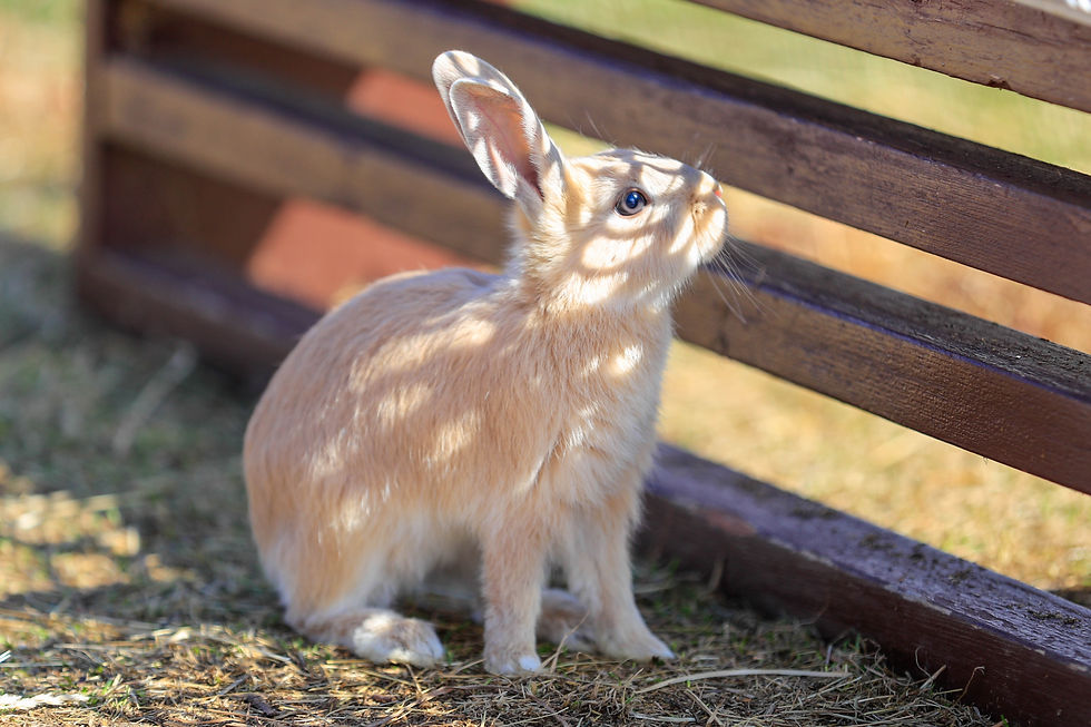 Thumbnail: Ju Ichi Rabbit