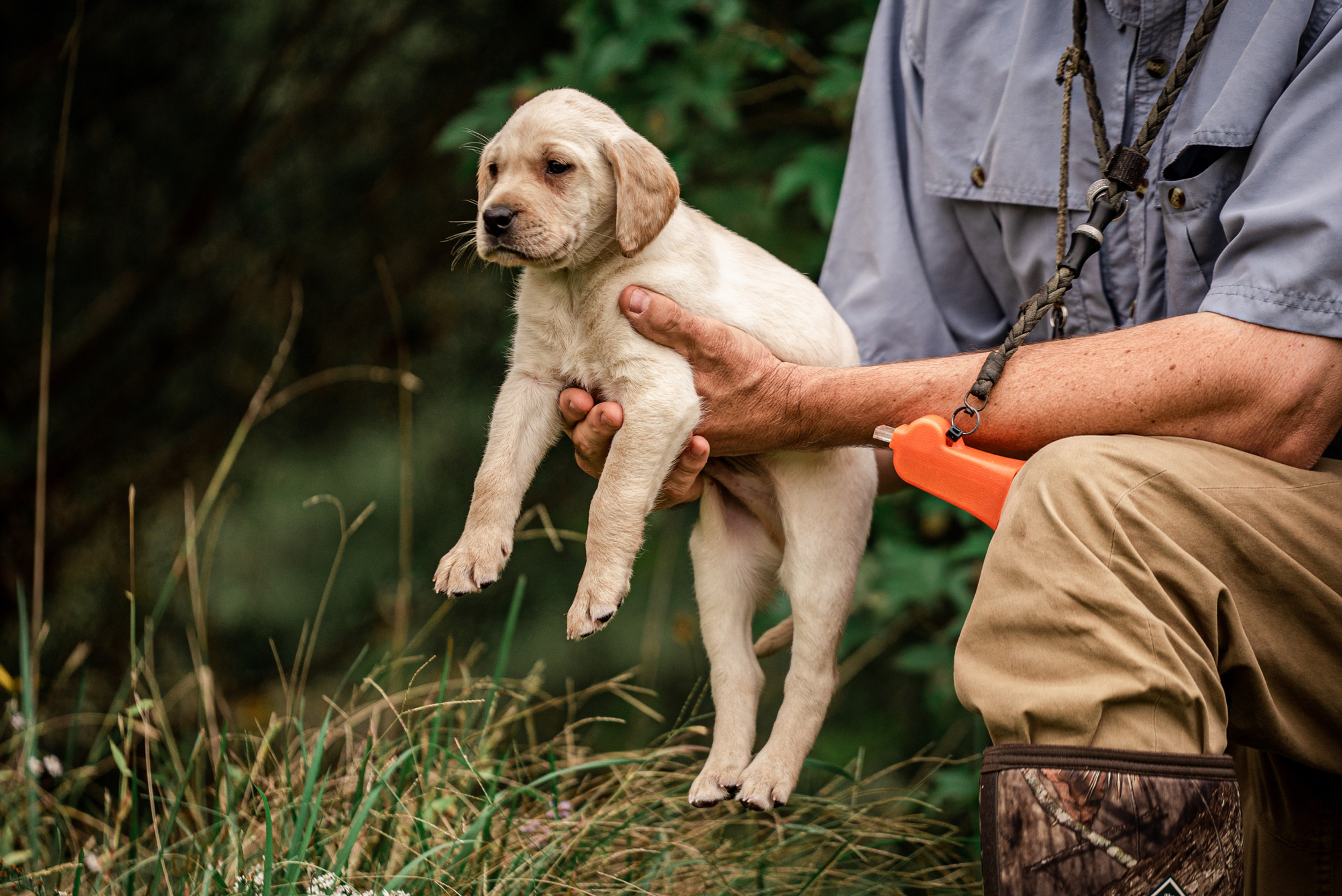 Kennel Programmatic Rwas Breeding Program | Sporting Life Kennels