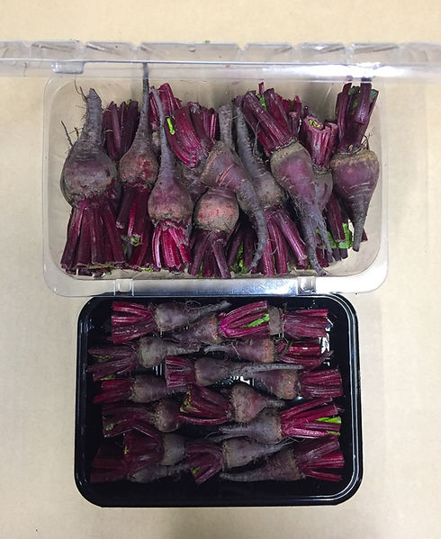 Red Beetroot