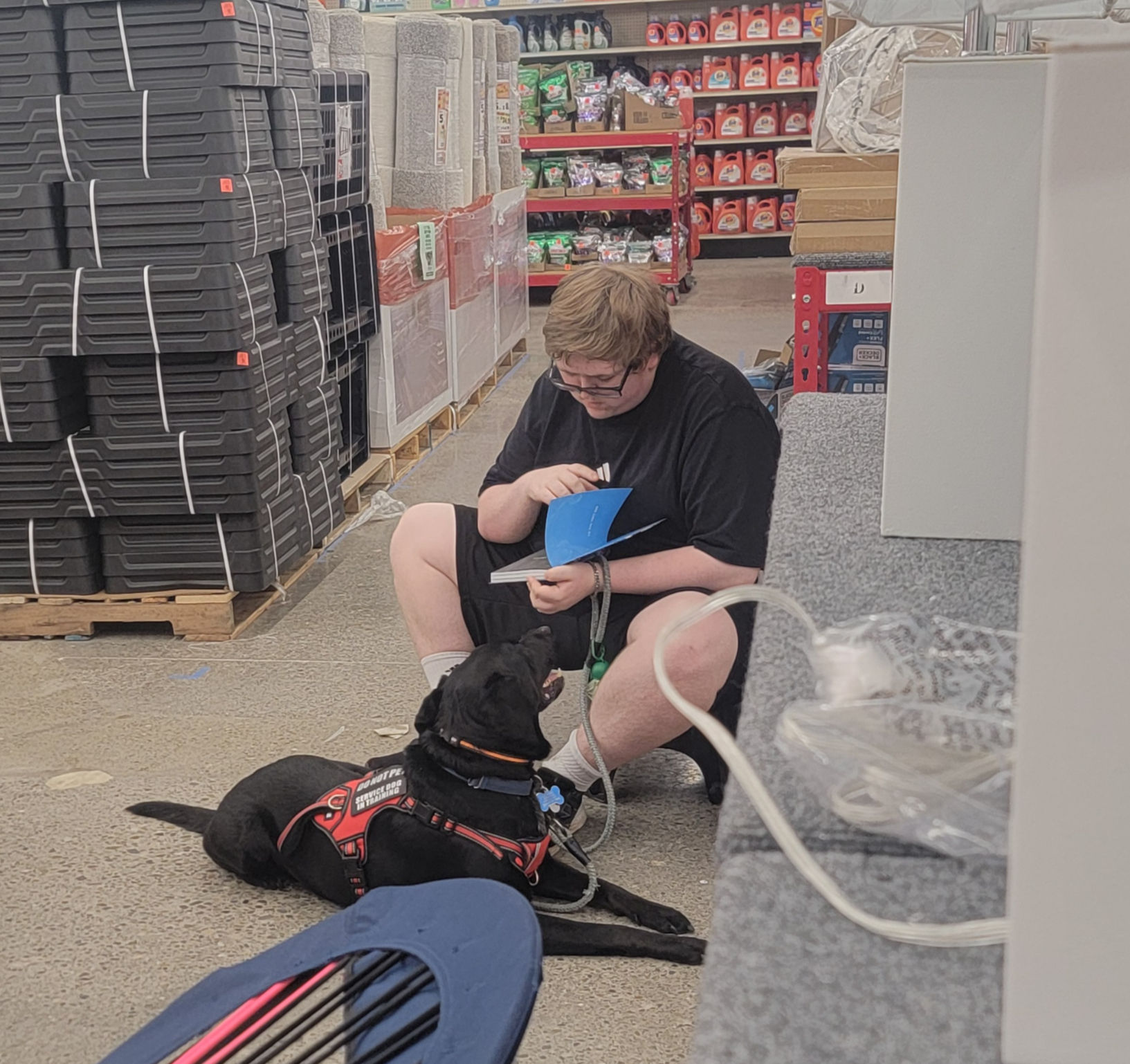 a dog trainer teaching sit