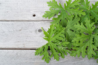 Citronella.jpeg