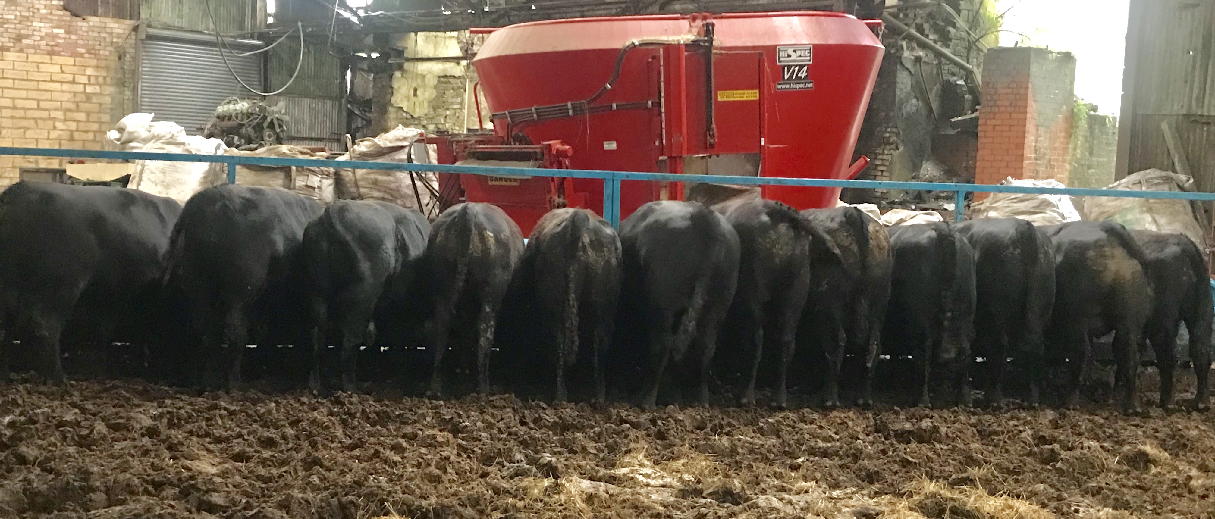 Morlais Welsh Black Bull