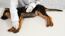 How Acupuncture Eases Pain in Geriatric Dogs and Cats