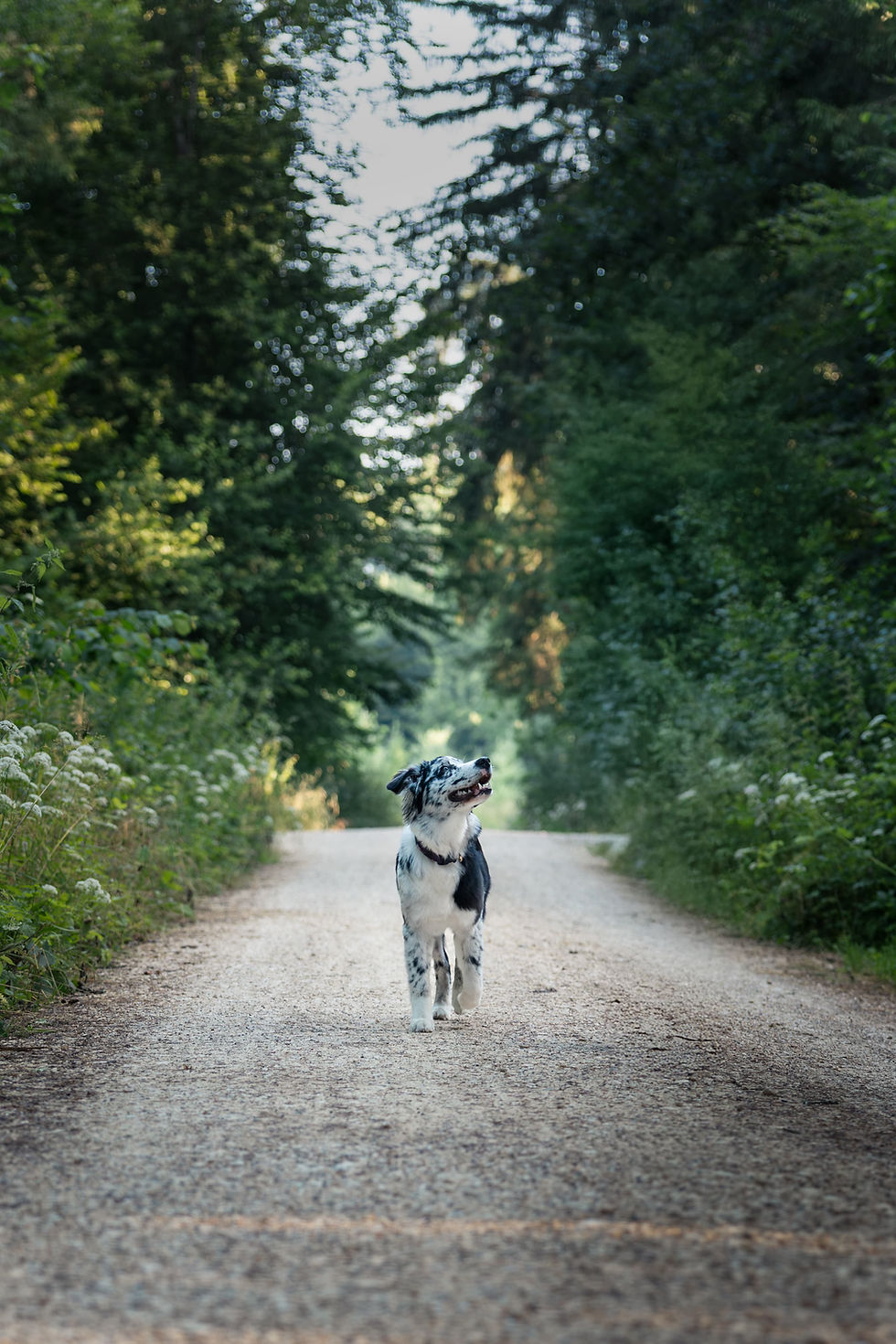 Deine Hundefotografin