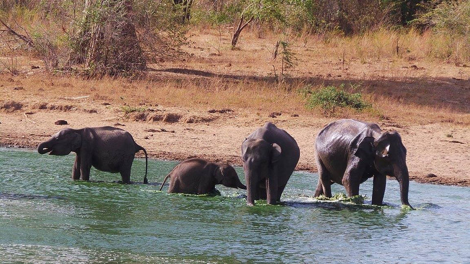 Udawalawe National Park