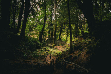Photograph of the Forest of Dean.