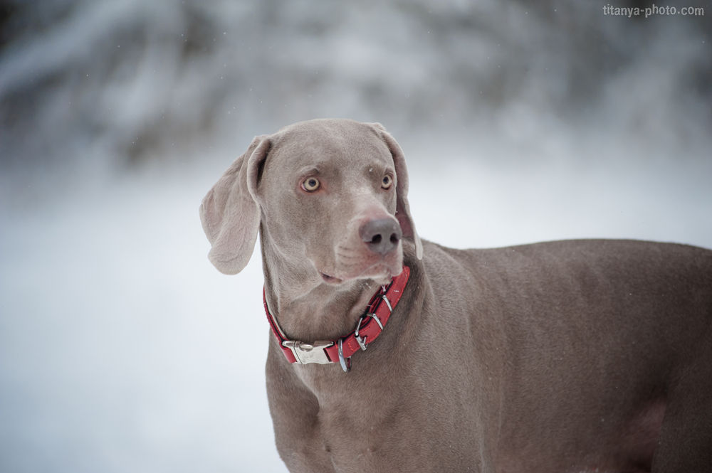 Происхождение веймаранера