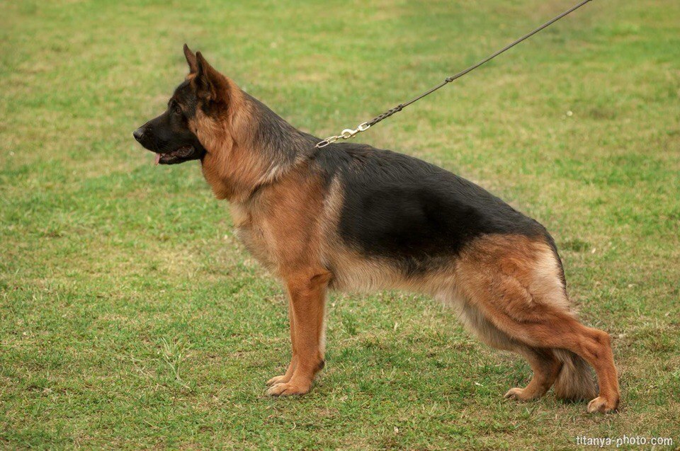 на какой день вяжут овчарок. вязка у собак немецкая овчарка. вязка у собак немецкая овчарка. немецкая овчарка шеферд щенки. вязка у собак немецкая овчарка.