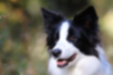 Enya Portrait.jpeg