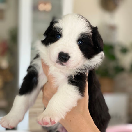 Treasure of Woodhouse Crown Prince