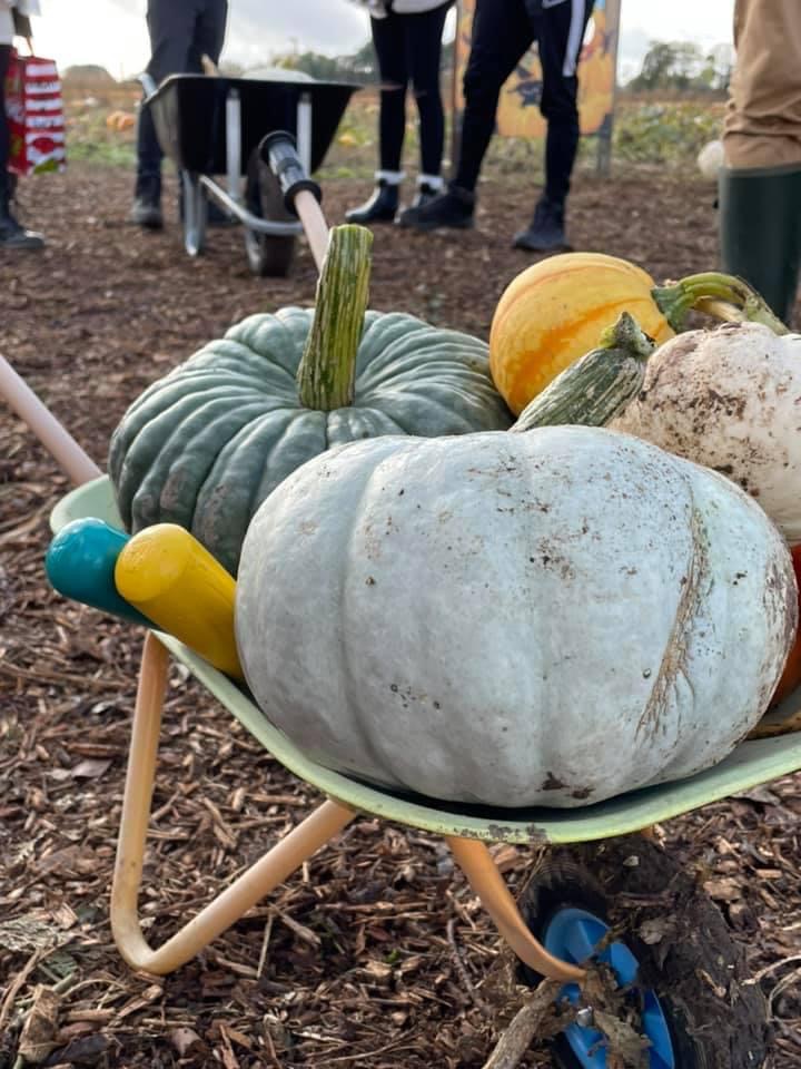 Seasonal visit at Beech House Farm Pumpkins