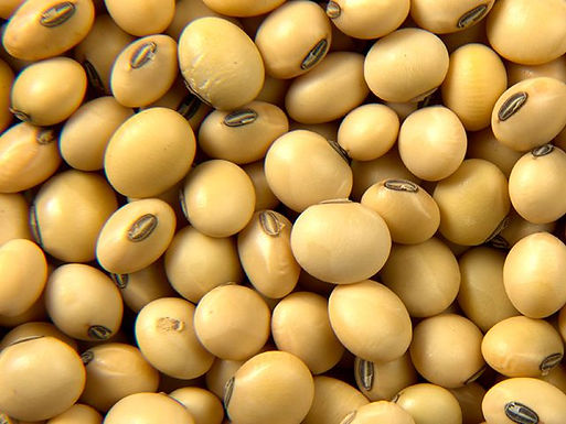 soyabvean.jpg