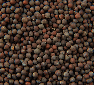 black-sesame-seed-new.png