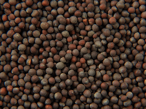 black-sesame-seed-new.png