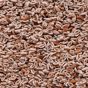 psyllium-seeds.png