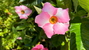 Physical Action & Assessment for Solutions