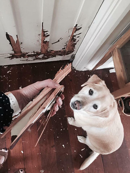 labrador Sep ANX2.jpg
