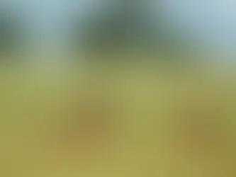 To løver hviler i høyt gress på den afrikanske savannen.