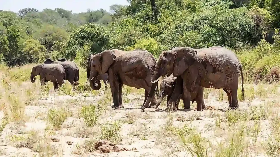 Afrikanischer Elefant im trockenen Flussbett des Kruger-Nationalparks in Südafrika.