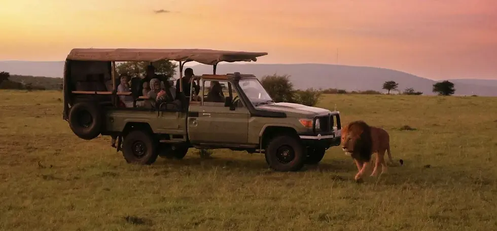 Luxury safari jeep with tourists watching a lion in the African savannah at sunset