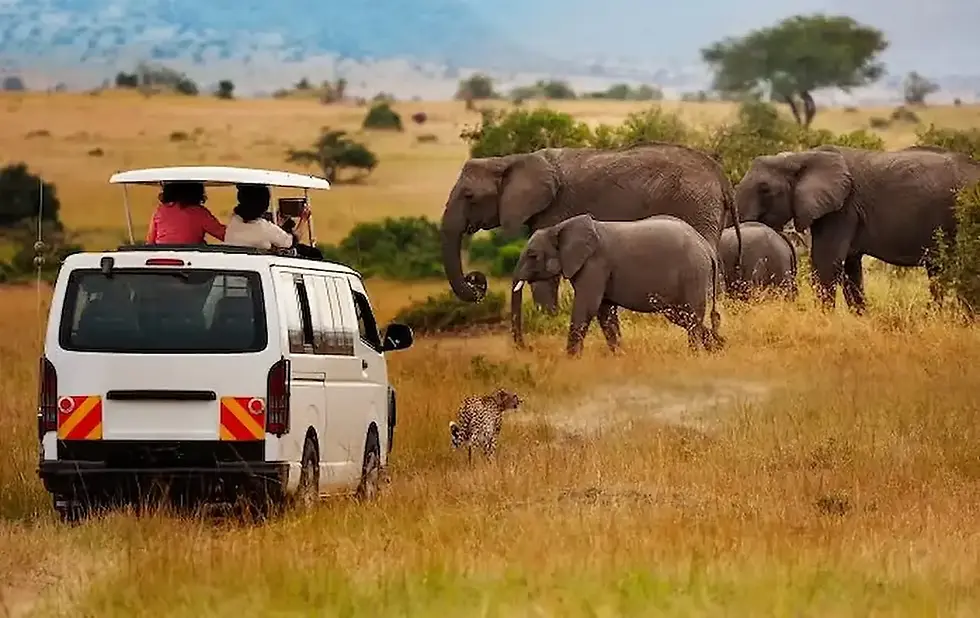 Safari jeep with tourists observing elephants and a cheetah in the African savannah.