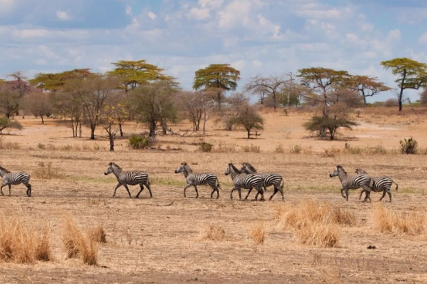 Sebraer løper gjennom det åpne savannelandskapet i Tanzania