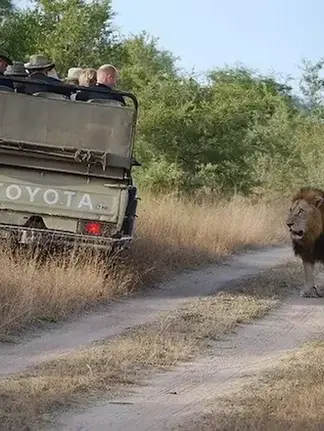 Ein Safari-Fahrzeug mit Touristen fährt auf einem schmalen Weg, während ein Löwe ruhig daneben geht.