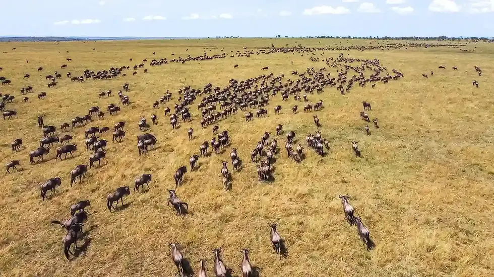 Das Timing der Migration und die beste Reisezeit