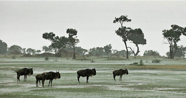 Gnuer står på den åpne savannen under kraftig regn.