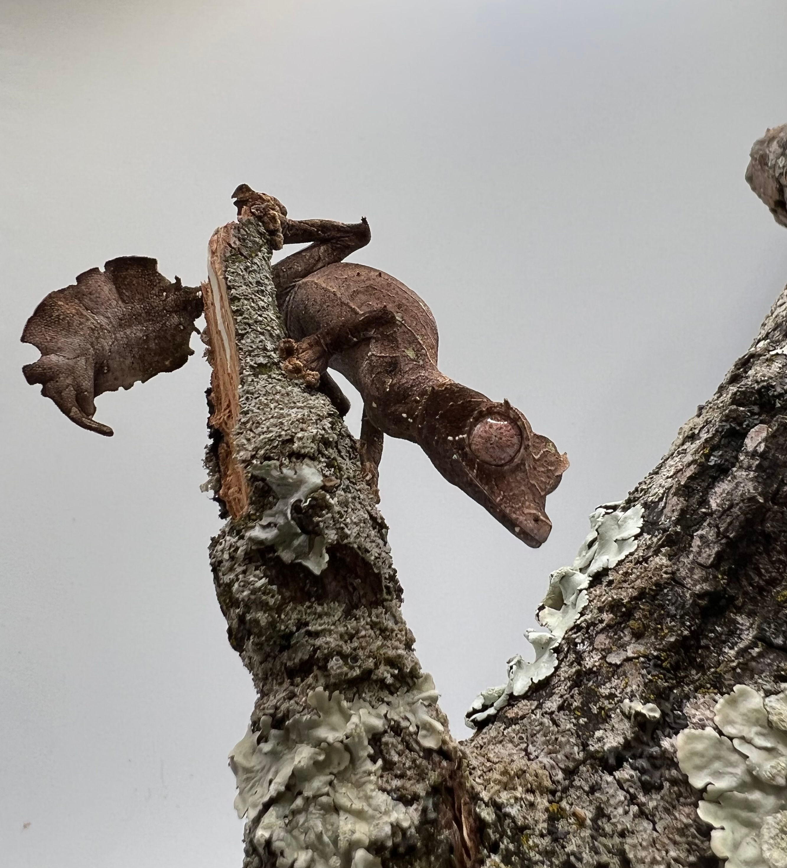 "Alvar Aalto" - Male