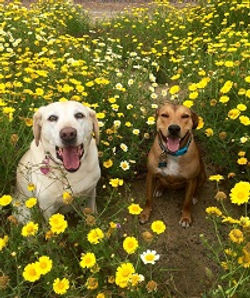 Cat & Hombre Greene, L&CA,