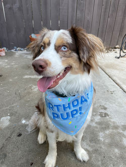 Indiana Senkbeil, PD