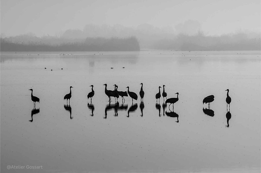 Silhouetted birds standing in a calm, misty lake.