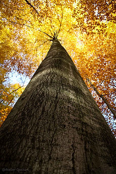 Low angle view of a tall tree with golden autumn leaves.